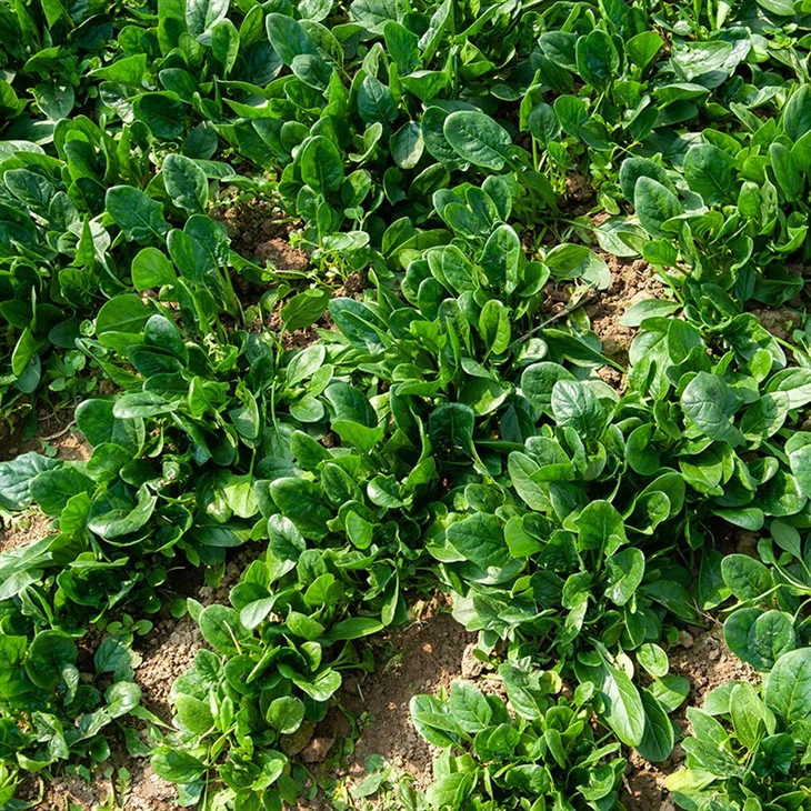 Organic Spinach Seeds factory