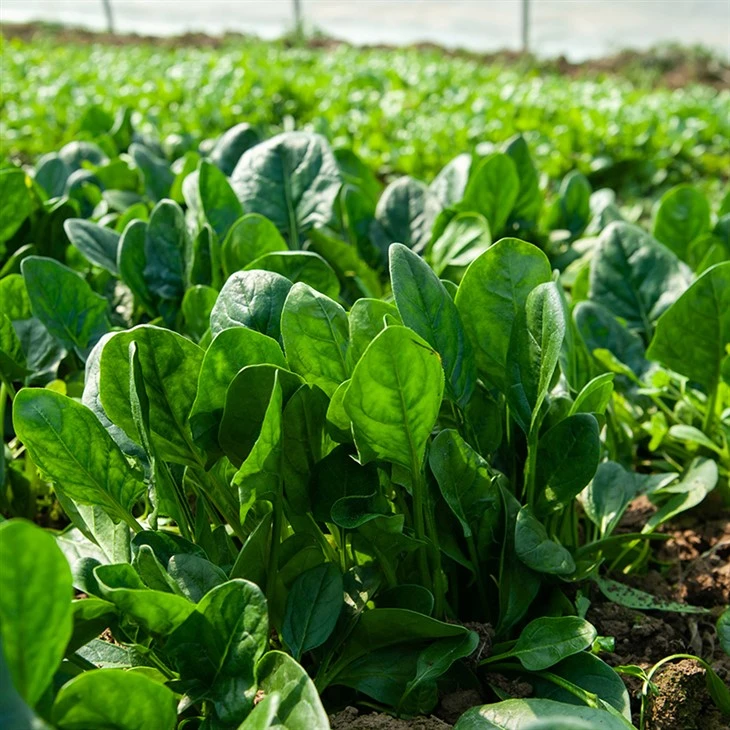 Organic Spinach Seeds suppliers