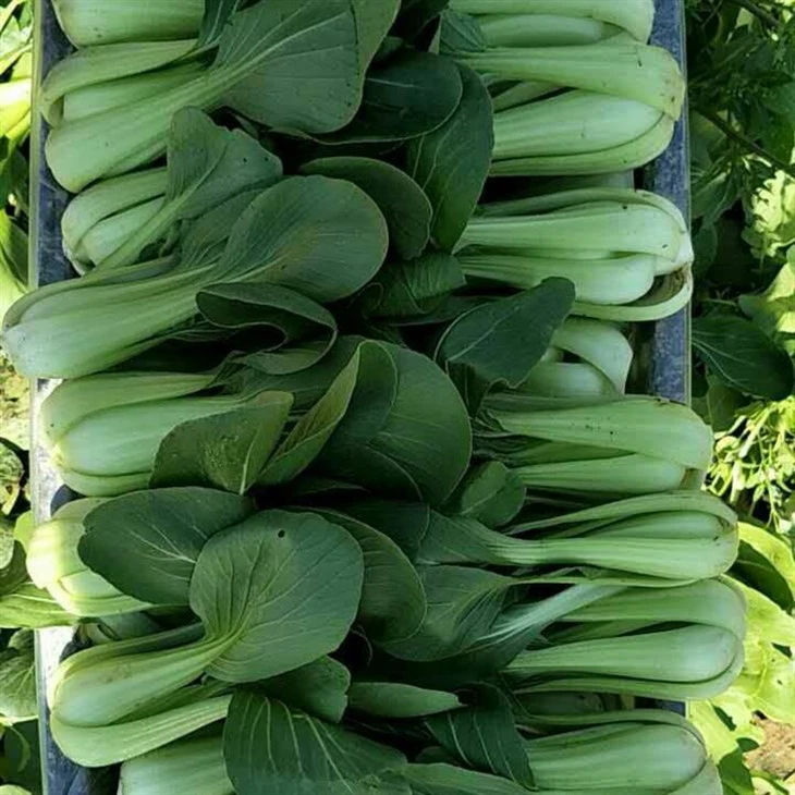 Organic Spinach Seeds high quality