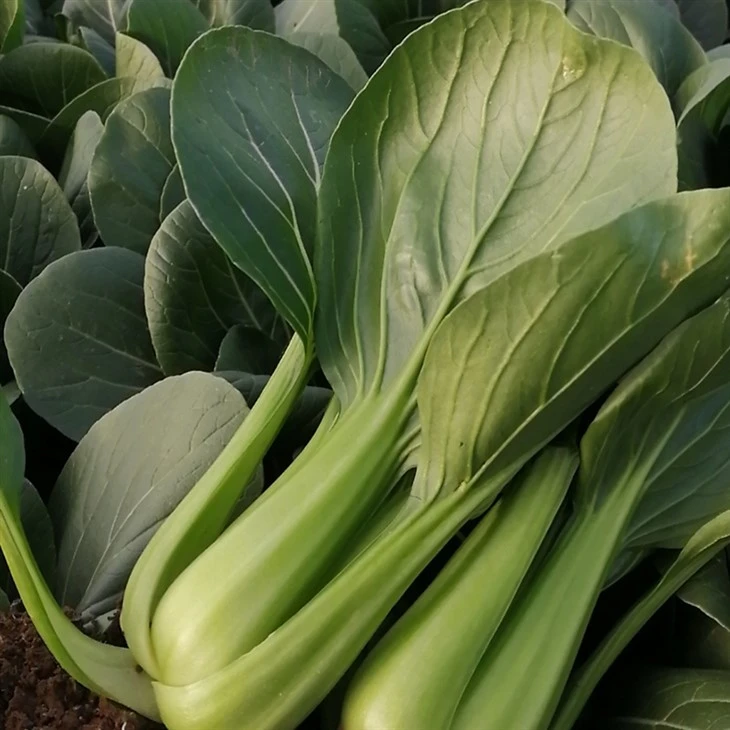 Organic Spinach Seeds price