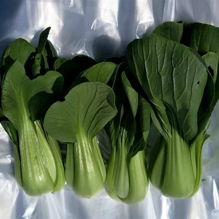 Organic Spinach Seeds best