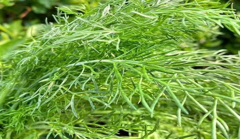 Semințe comune de fenicul (Foeniculum Vulgare) Semințe de flori aromatice (F10801)