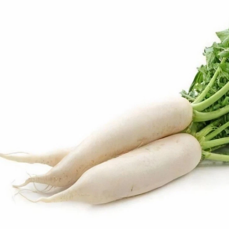Daikon Radish Growing suppliers