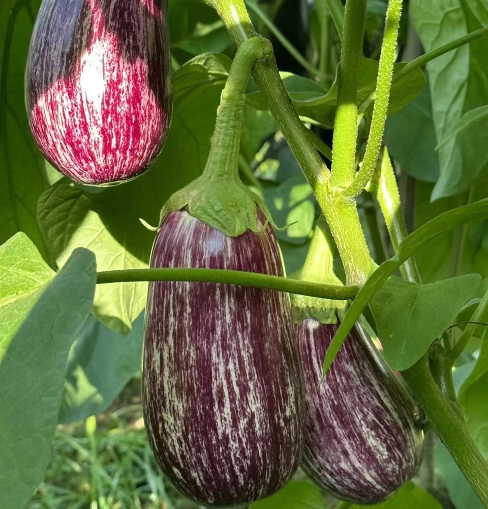 Eggplant Vine(EG-06) suppliers