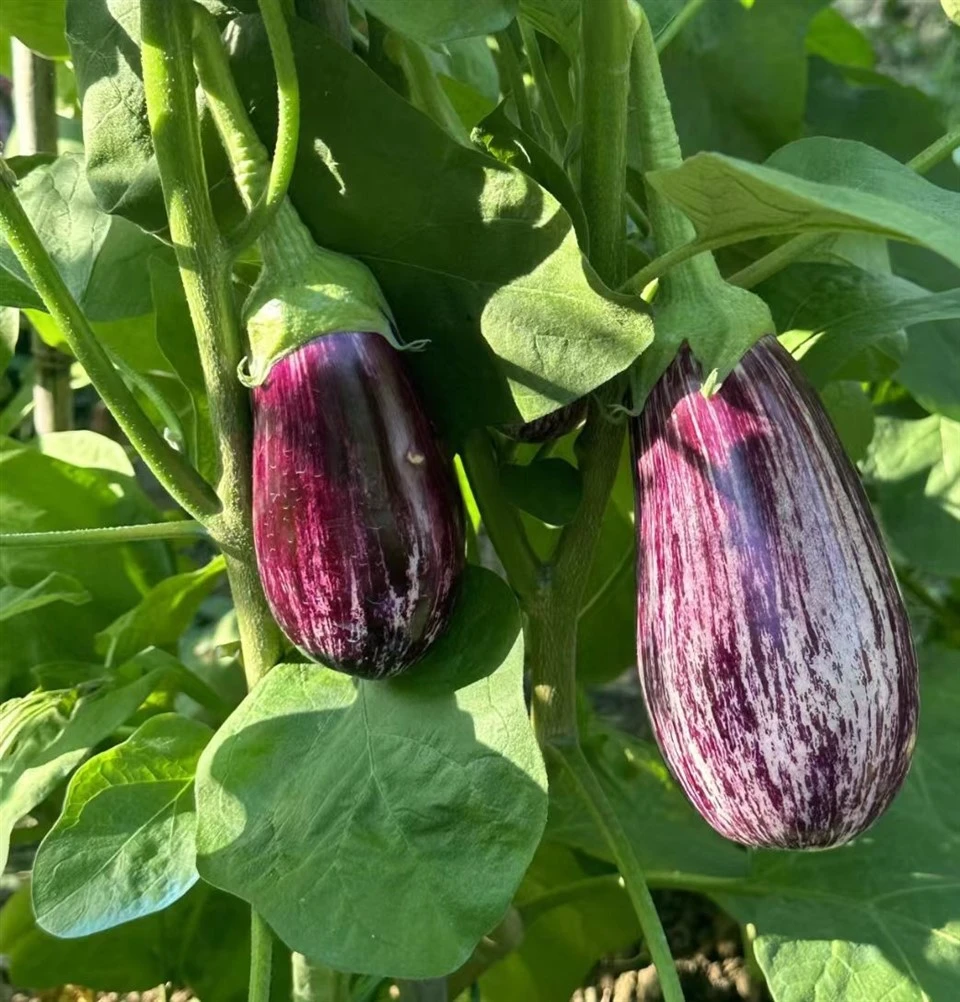 Eggplant Vine(EG-06) factory