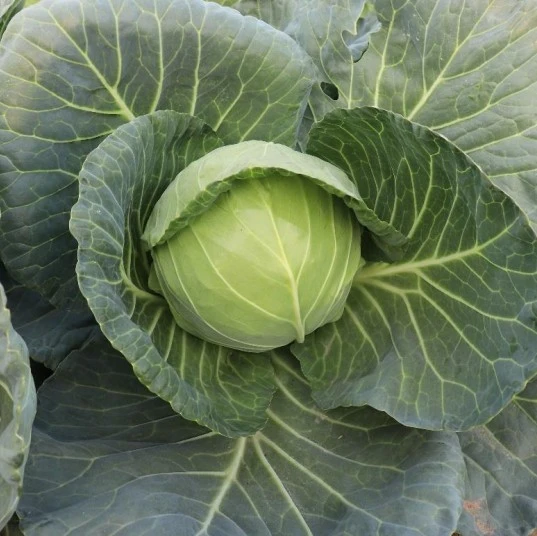 asian cabbage seeds (2)