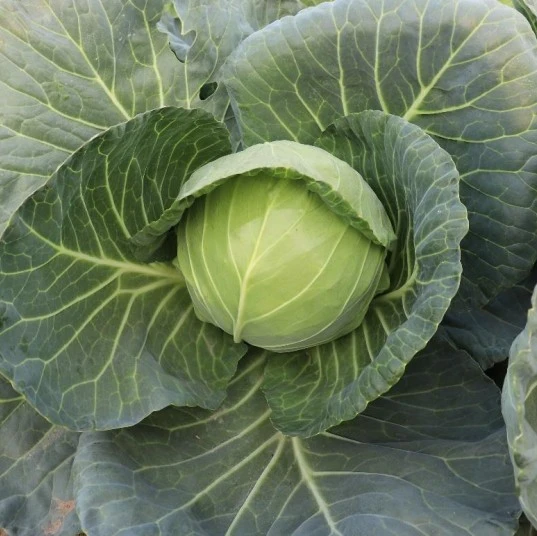 asian cabbage seeds (3)