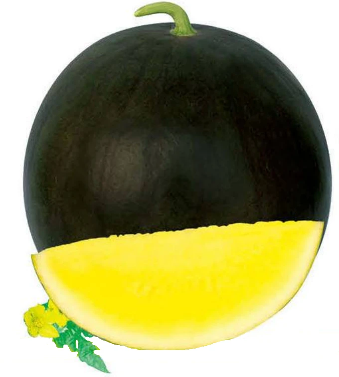 Semințe hibride de pepene verde fără semințe triploide WA-T41