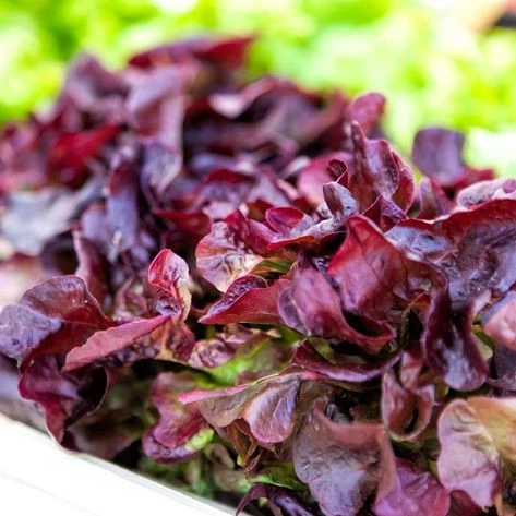 LE-NY Red Leaf Lettuce Seeds (LE-NY) 2