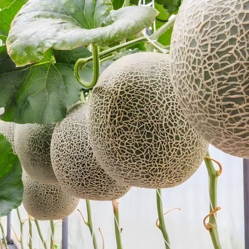 Mid Maturity Oval Shape Melon Seeds ME-06 suppliers