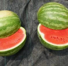 Organic Seedless Watermelon(WA-T4) suppliers