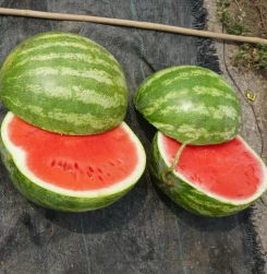 Pepene verde organic fără semințe (WA-T4)