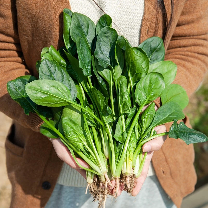 Semințe de spanac organic