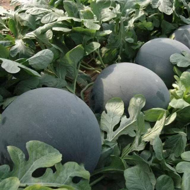 product-640-640