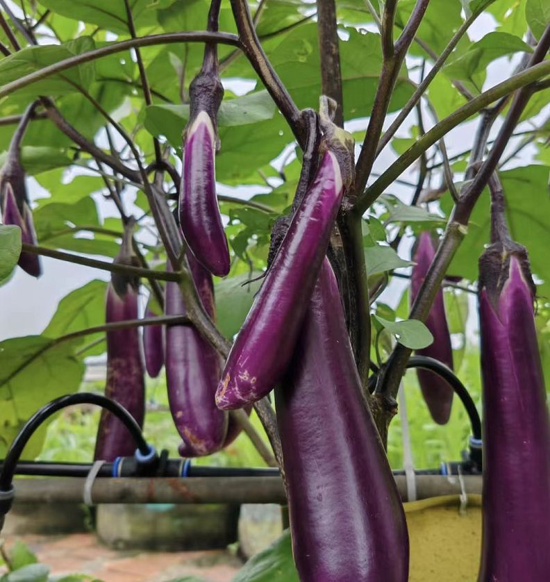 Purple eggplant 2001 Purple eggplant 2001