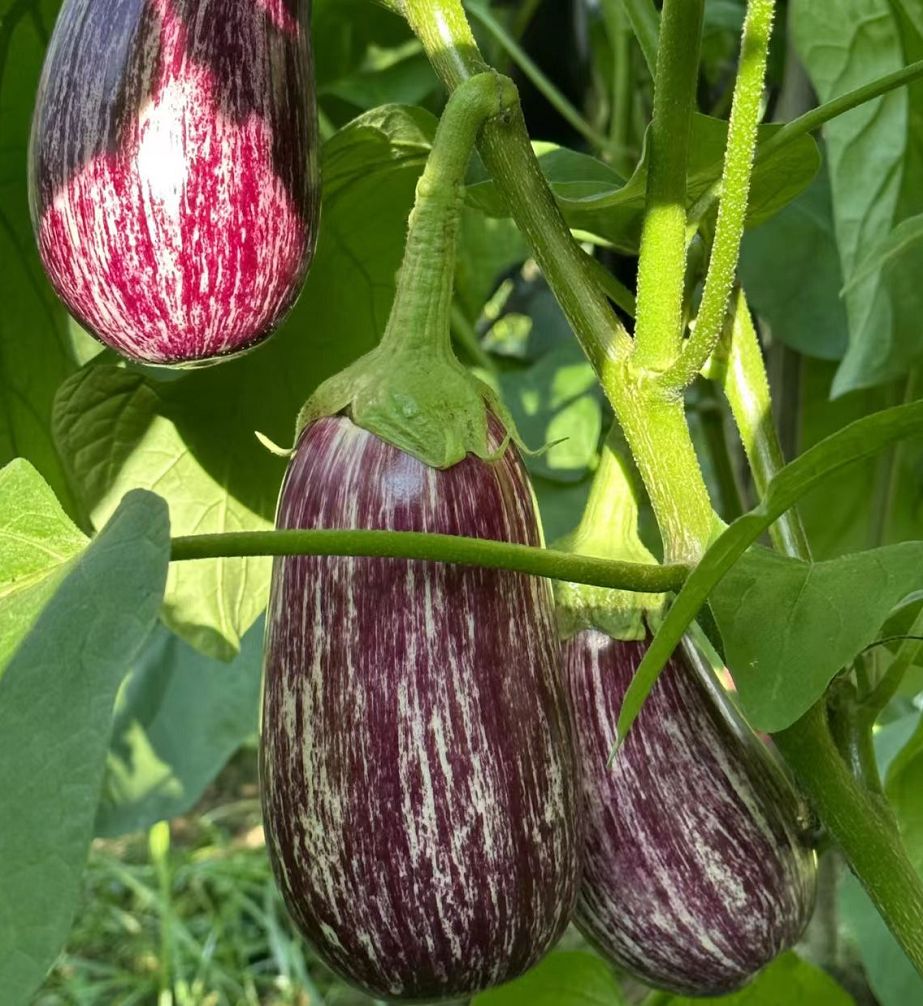 Eggplant vine 2001 Eggplant vine 2001