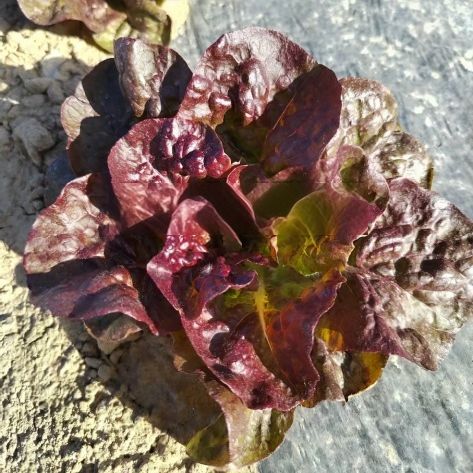 LE-NY Red Leaf Lettuce Seeds LE-NY 1 LE-NY Red Leaf Lettuce Seeds LE-NY 1