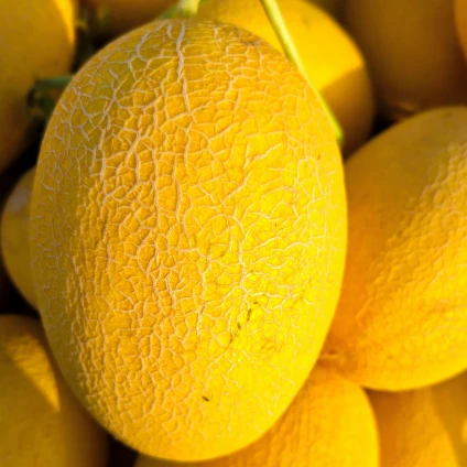 Oval Shape Orange-red Flesh Melon Seeds ME-3801 Oval Shape Orange-red Flesh Melon Seeds ME-3801