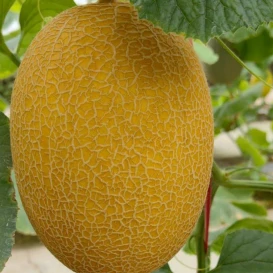 Oval Shape Orange-red Flesh Melon Seeds ME-3802 Oval Shape Orange-red Flesh Melon Seeds ME-3802
