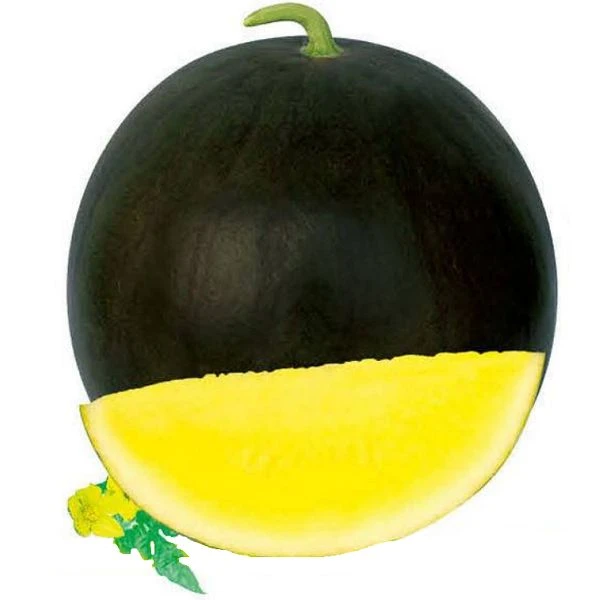 Hybrid Triploid Seedless Watermelon Seeds WA-T41 1 Hybrid Triploid Seedless Watermelon Seeds WA-T41 1
