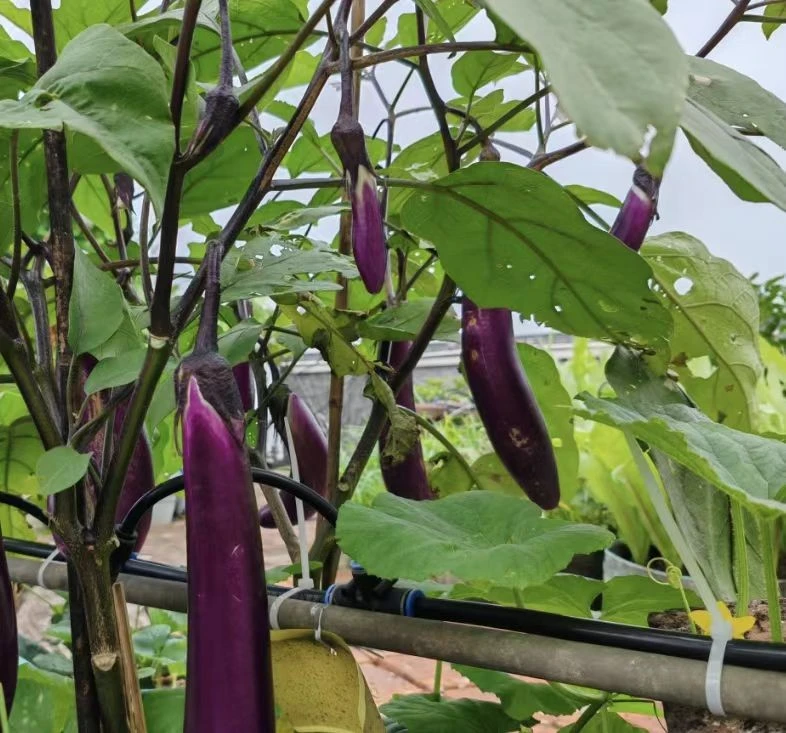 Purple Eggplant(EG-05) factory