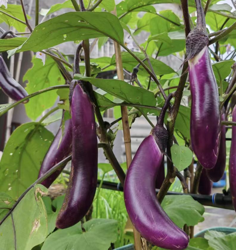 Vinete violet (EG-05)