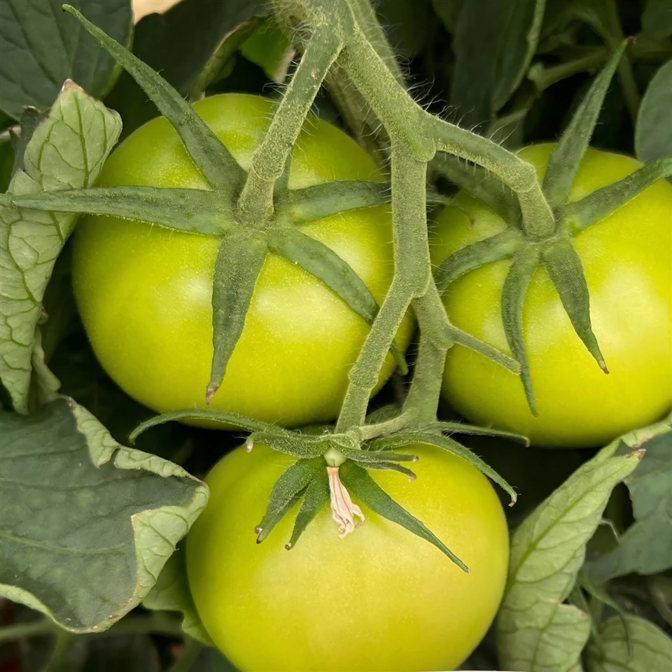 Red Deuce Tomato Seed suppliers
