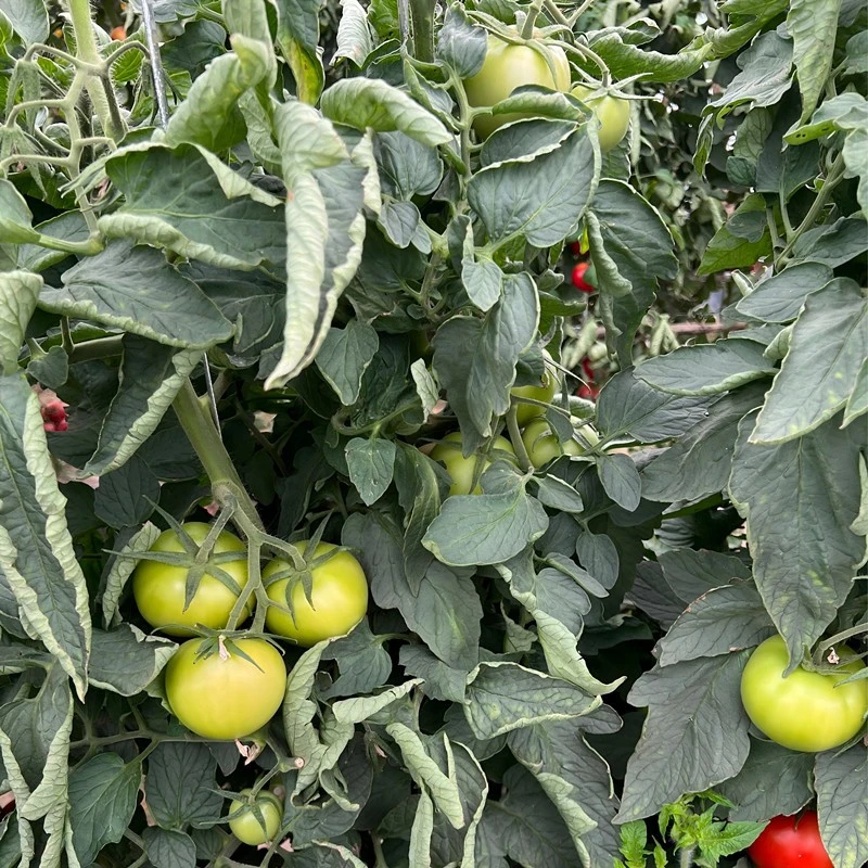 Red Deuce Tomato Seed factory