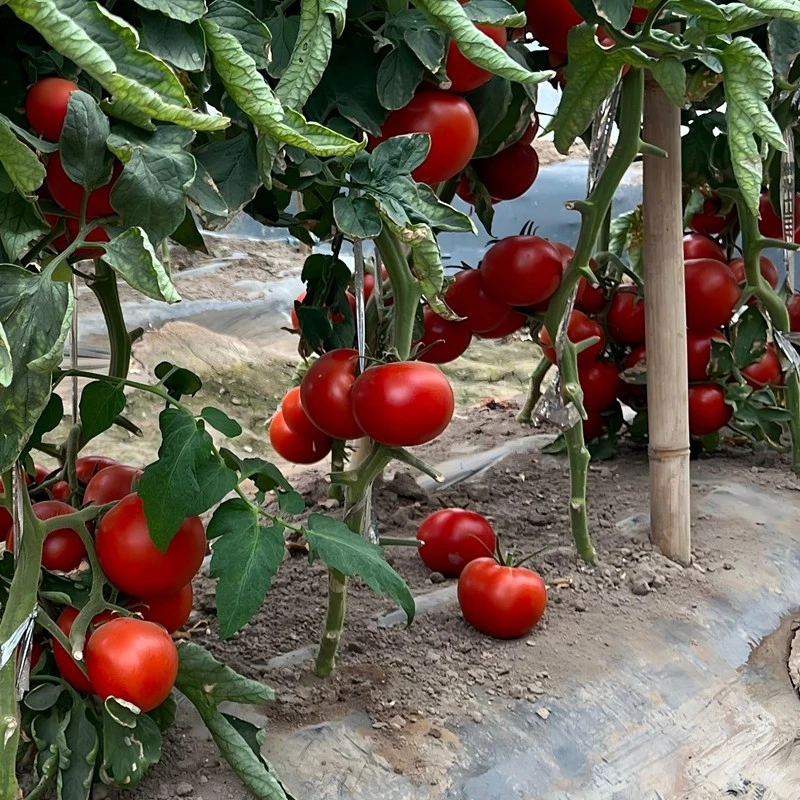 Red Deuce Tomato Seed high quality