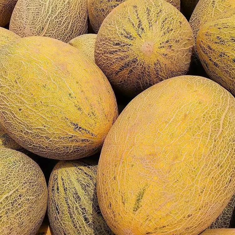 rocky ford cantaloupe seeds2