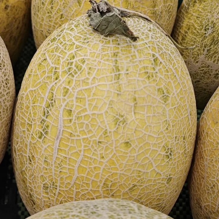 Semințe Rocky Ford Cantaloupe