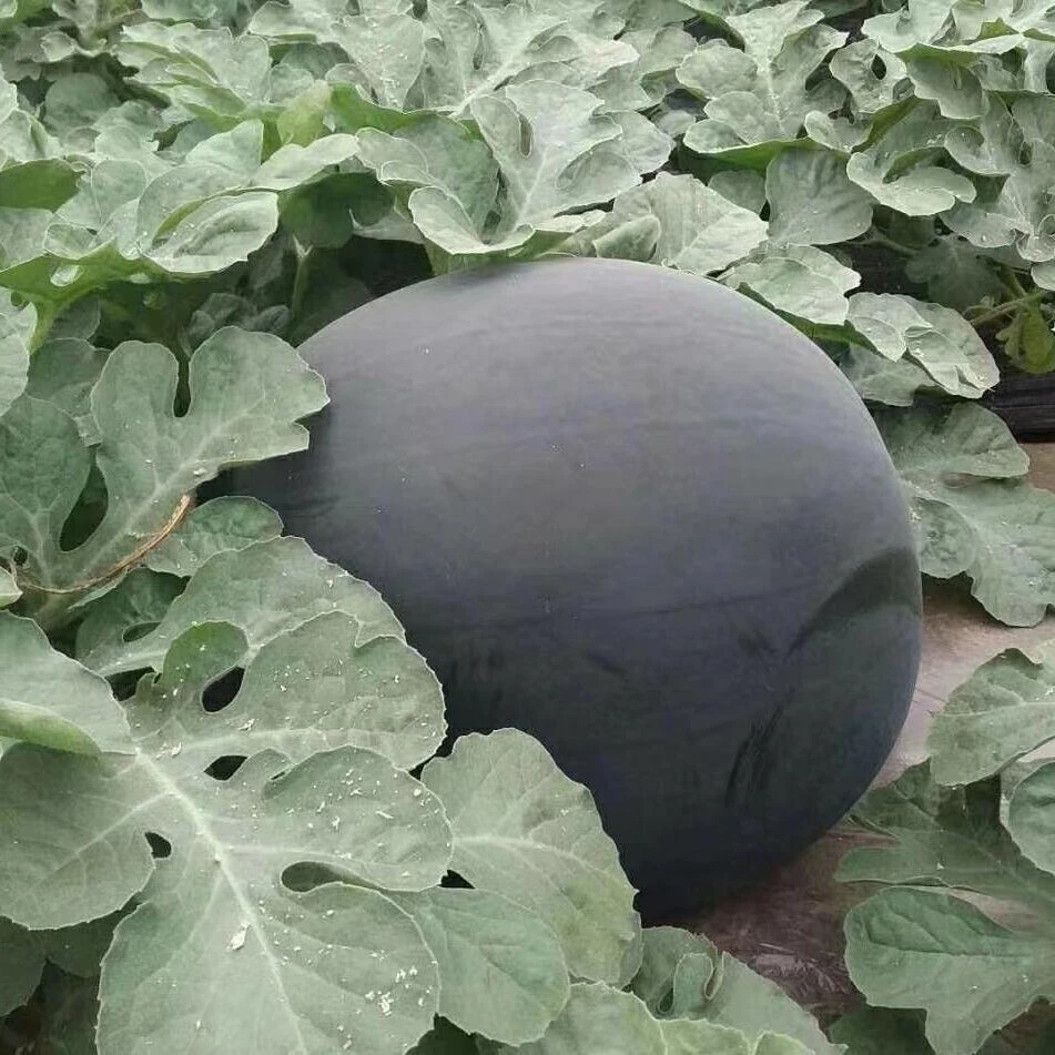 Semințe rotunde de pepene verde închis