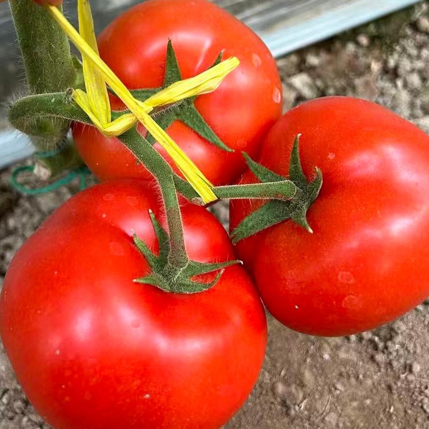sweet million tomato (2)