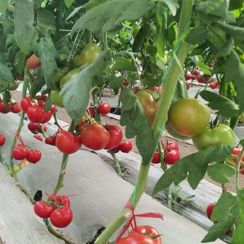 Dulce milion de roșii